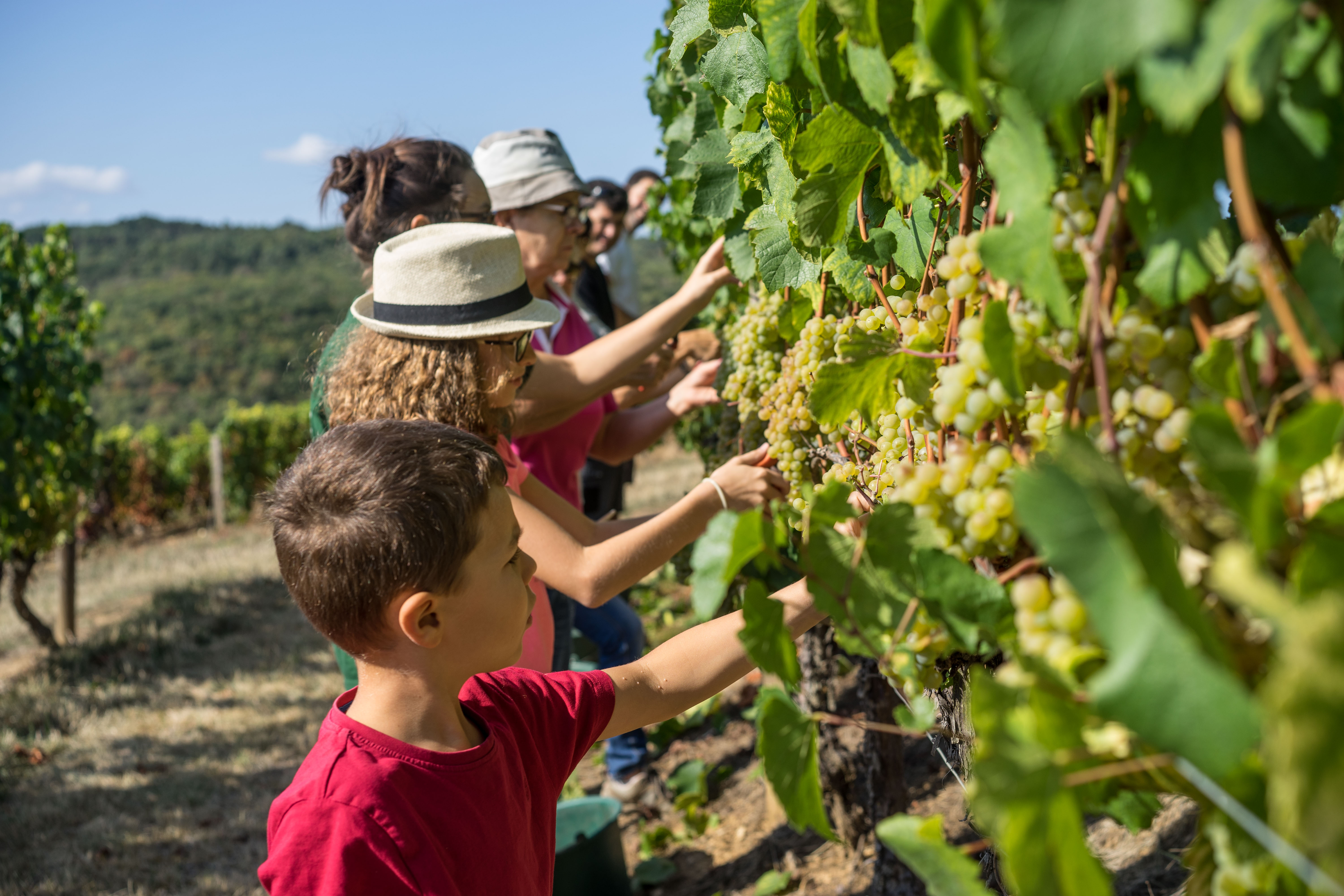 Union des vignerons associés finaliste Millésime