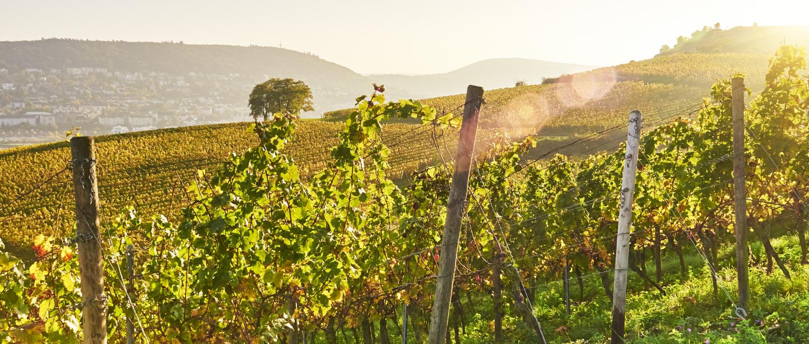 Interloire - paysage vigne