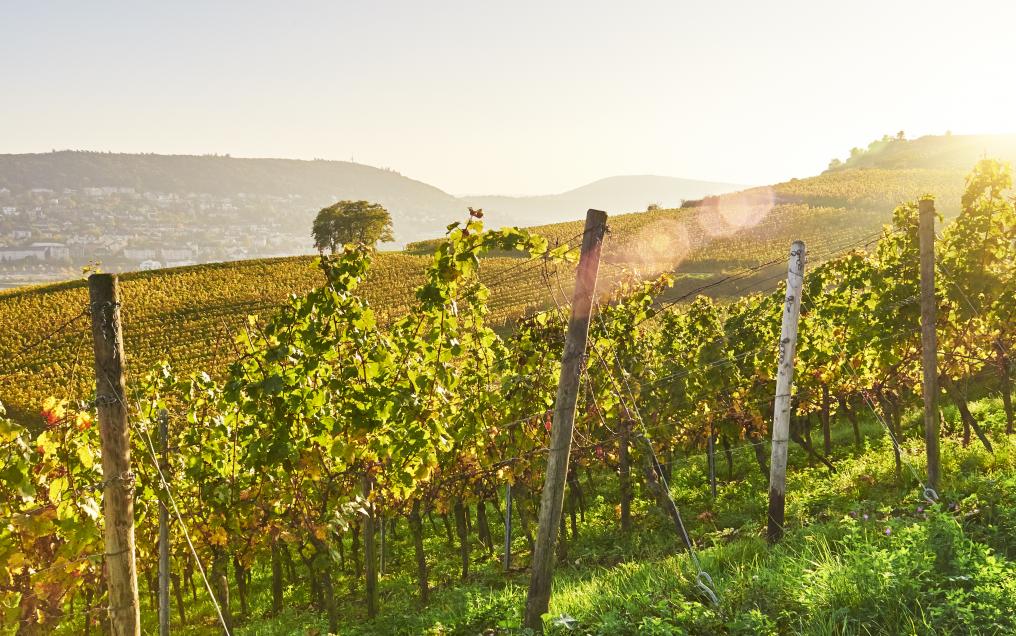 Interloire - paysage vigne